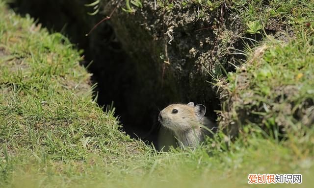 鼠兔外形像老鼠更接近兔子