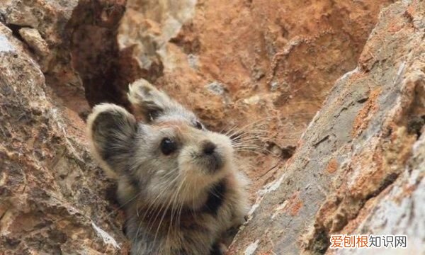 鼠兔外形像老鼠更接近兔子