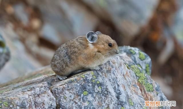 鼠兔外形像老鼠更接近兔子
