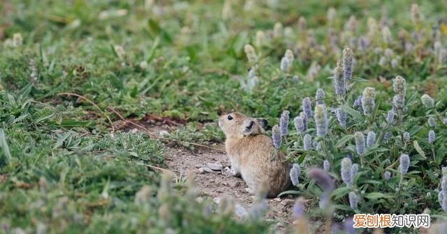 鼠兔外形像老鼠更接近兔子