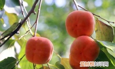 行走世界的北京老刘香山赏秋 北京香山赏秋时间表