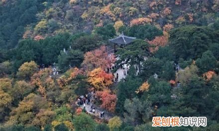 行走世界的北京老刘香山赏秋 北京香山赏秋时间表