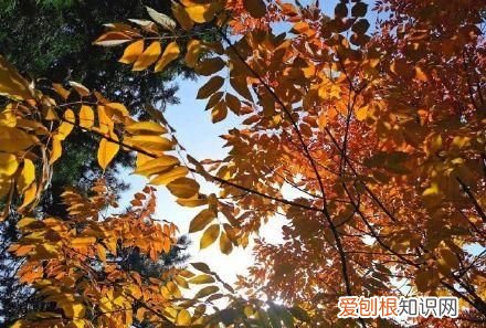 行走世界的北京老刘香山赏秋 北京香山赏秋时间表