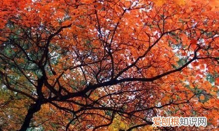 行走世界的北京老刘香山赏秋 北京香山赏秋时间表