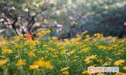 行走世界的北京老刘香山赏秋 北京香山赏秋时间表