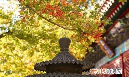 行走世界的北京老刘香山赏秋 北京香山赏秋时间表