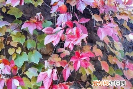 行走世界的北京老刘香山赏秋 北京香山赏秋时间表