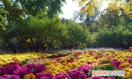 行走世界的北京老刘香山赏秋 北京香山赏秋时间表