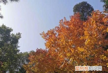 行走世界的北京老刘香山赏秋 北京香山赏秋时间表