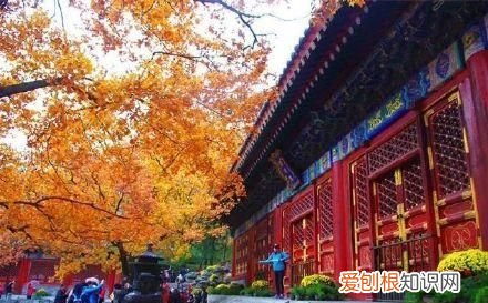 行走世界的北京老刘香山赏秋 北京香山赏秋时间表