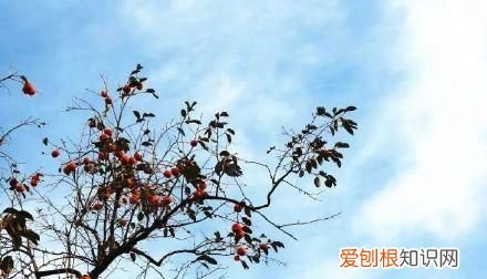 行走世界的北京老刘香山赏秋 北京香山赏秋时间表