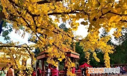 行走世界的北京老刘香山赏秋 北京香山赏秋时间表