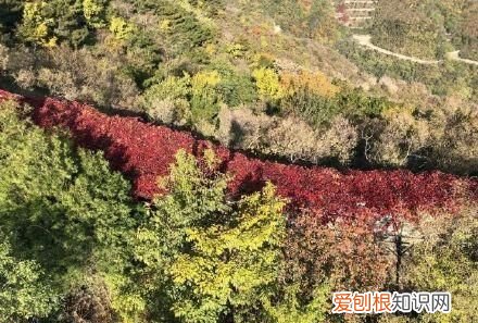 行走世界的北京老刘香山赏秋 北京香山赏秋时间表