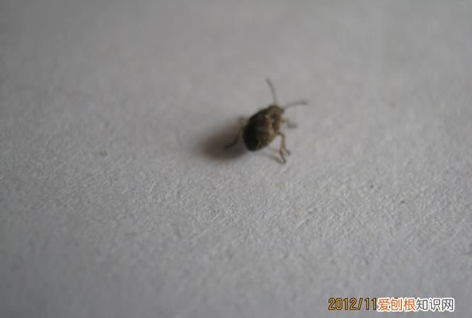 蠊虫是什么虫,家里好多这种虫子不像蟑螂又不像臭虫这是什么虫怎么才能消除