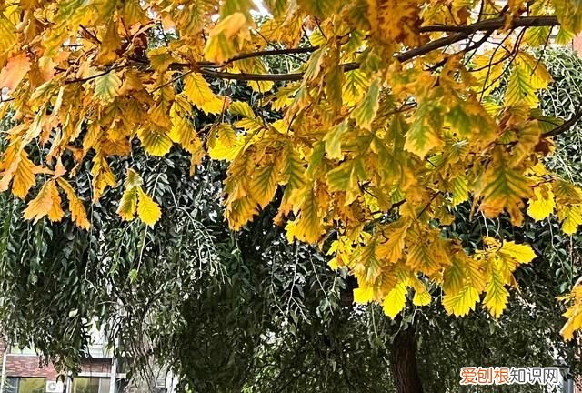 长春疫情最新消息在哪个小区