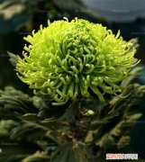 绿菊花的花语和寓意，菊花的花语和寓意诗词