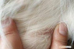 冬天狗狗身上有跳蚤