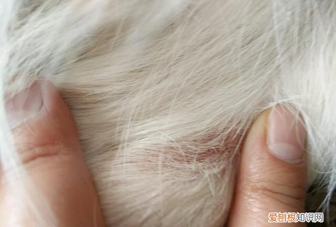 冬天狗狗身上有跳蚤