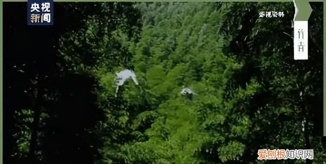 象舞指数 | 时政微《绿》：融合多种艺术形式的诗意化表达