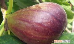 莲雾和无花果有什么区别，潮汕无花果普通话叫什么呢