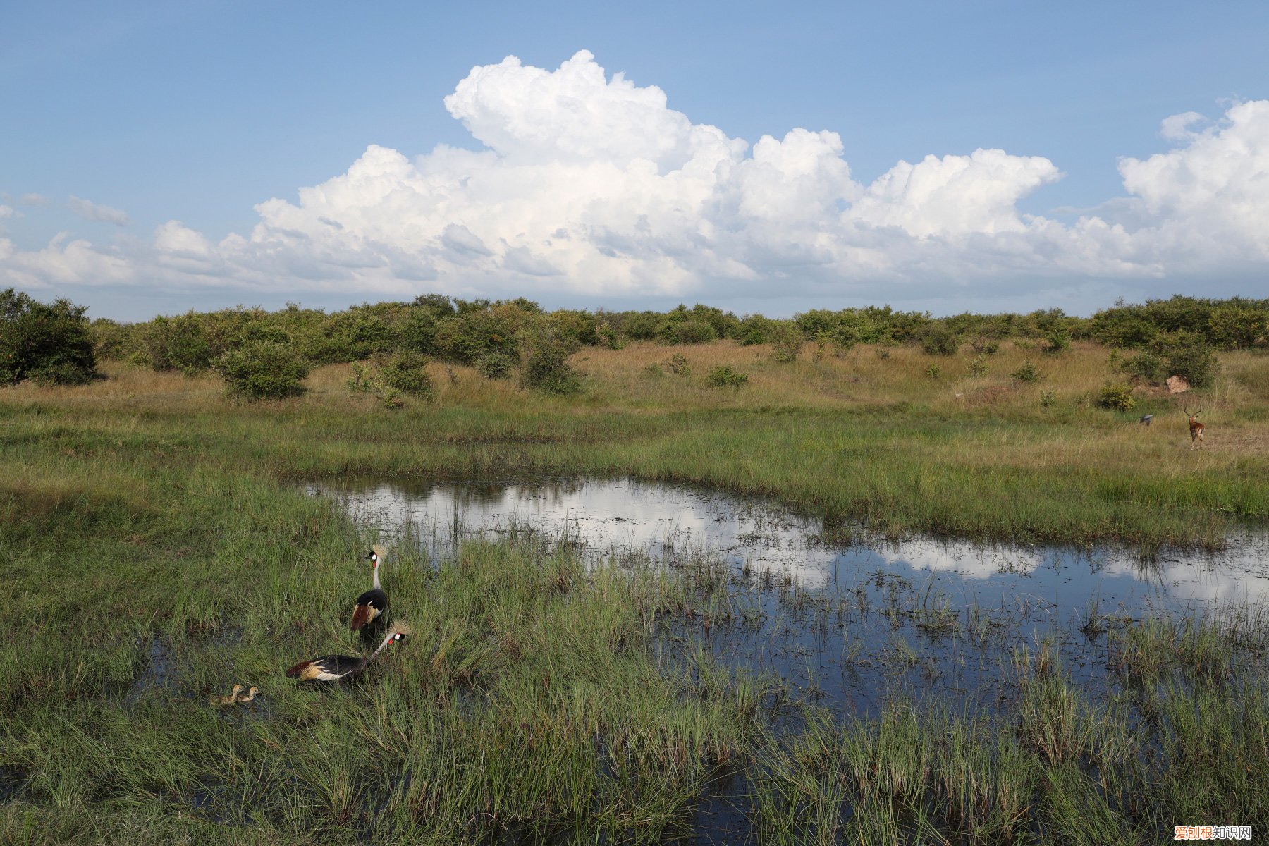 佳能ixus105参数公布，买前须知