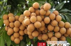 龙眼籽吃法，吃新鲜龙眼有什么好处