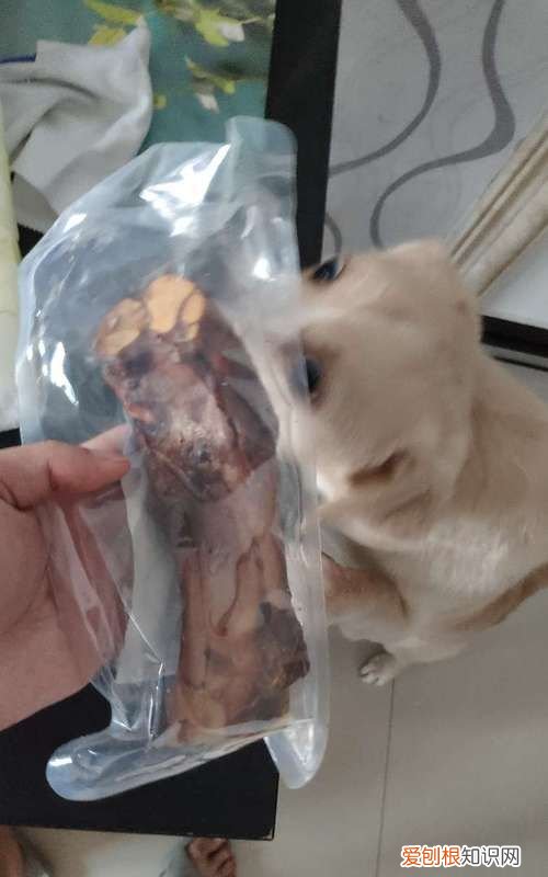 猪蹄骨头狗狗能吃