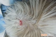 小狗脑袋撞到了怎么办