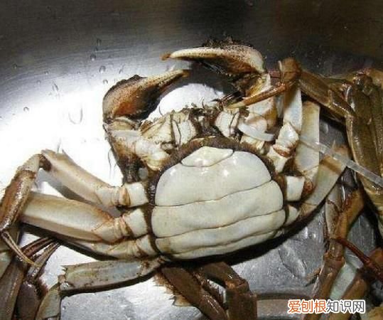 螃蟹放冰箱会不会冻死，螃蟹放在冰箱为什么冻不死