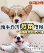 养狗要打哪些疫苗