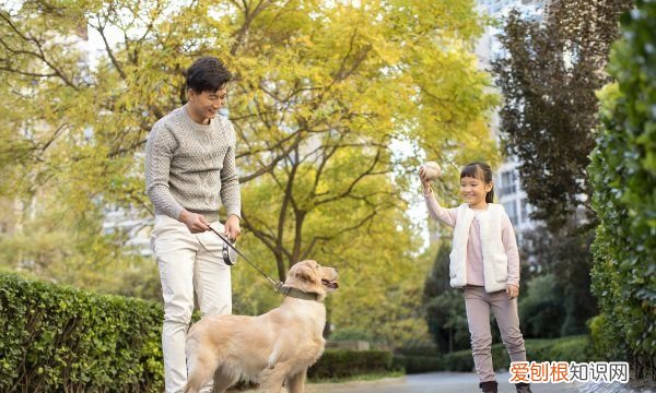 怎么教狗狗一些小技能例如鞠躬