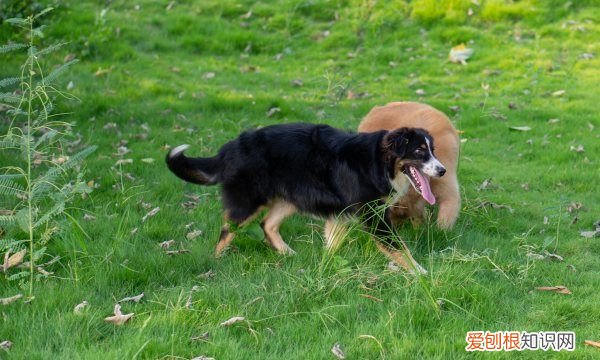 怎么教狗狗一些小技能例如鞠躬