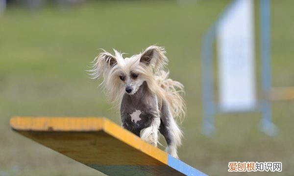 怎么教狗狗一些小技能例如鞠躬