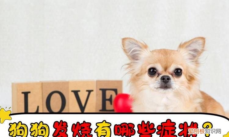 怎么知道狗狗发烧了,狗狗什么表现说明热了