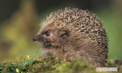 野生刺猬是保护动物吗，人工养殖的刺猬是保护动物