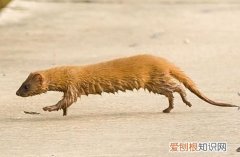 黄鼠狼吃老鼠吗，黄鼠狼吃老鼠不吃头