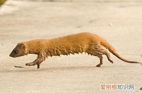 黃鼠狼吃老鼠嗎，黃鼠狼吃老鼠不吃頭