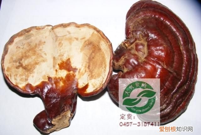 灵芝发霉洗干净能吃吗