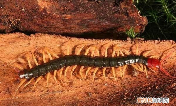 菜地蜈蚣怎么消灭,蜈蚣怎么消灭最彻底