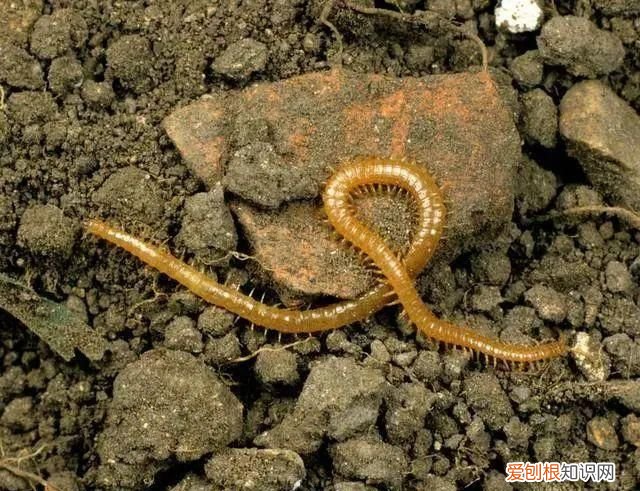 菜地蜈蚣怎么消灭,蜈蚣怎么消灭最彻底