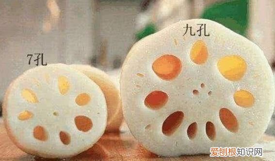 五孔藕和七孔的區(qū)別，蓮藕七孔和九孔的區(qū)別