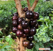 玫瑰葡萄的籽能吃，树葡萄的皮和籽能吃吗