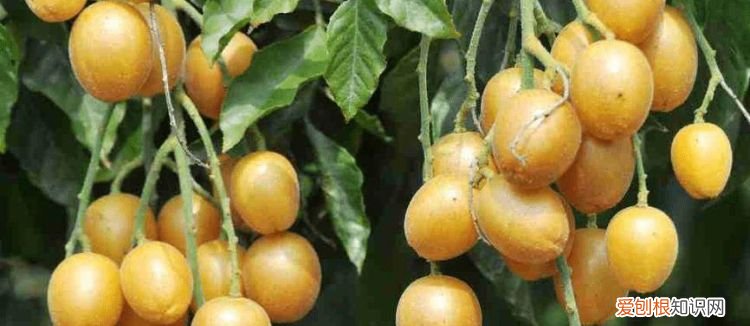 黄皮的皮苦是什么原因，吃黄皮果的皮有什么好处