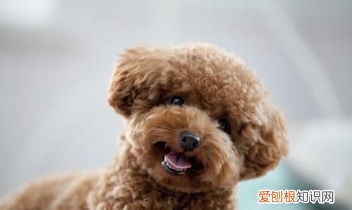 狗身上一塊一塊掉毛怎么回事