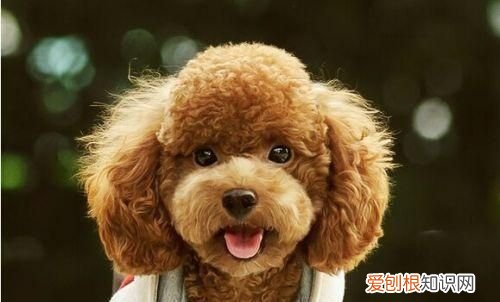 狗身上一塊一塊掉毛怎么回事