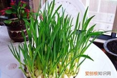 大蒜煮水變綠色正常嗎，新?lián)v碎的大蒜一個(gè)晚上就變綠了是什么原因