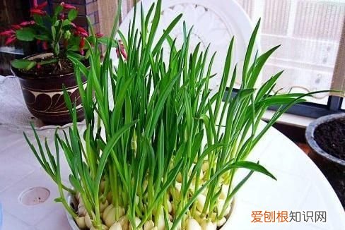 大蒜煮水變綠色正常嗎，新?lián)v碎的大蒜一個(gè)晚上就變綠了是什么原因