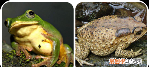 蟾蜍是不是癞蛤蟆,蟾蜍和癞蛤蟆是同一种生物
