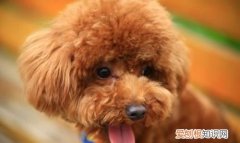 泰迪身上臭是怎么回事，泰迪犬身上为什么会出现异味呢