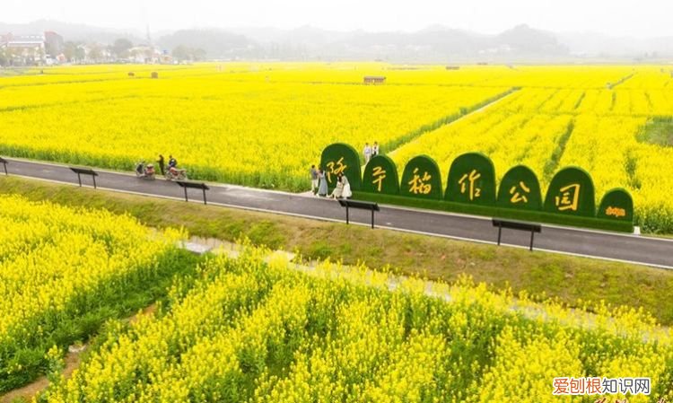 隆平稻作公園在哪里